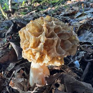 Yellow Morel