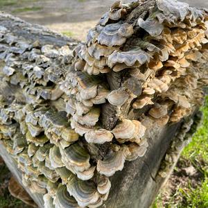 Turkey-tail