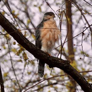 Cooper's Hawk