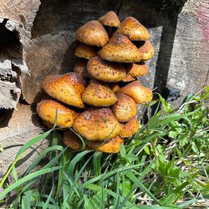 Golden Pholiota
