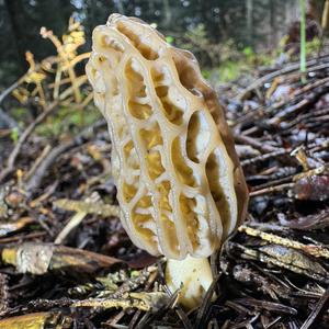 Black Morel
