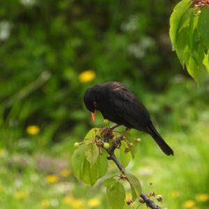 Amsel