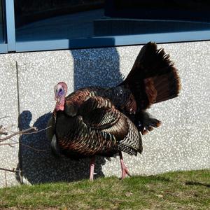 Wild Turkey