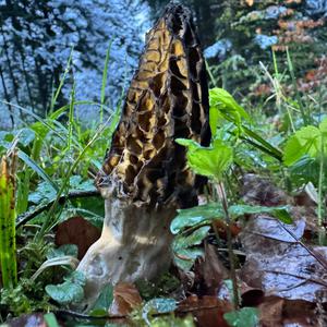Black Morel