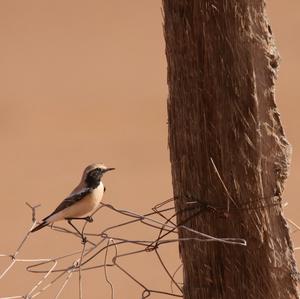 Wüstensteinschmätzer