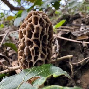 Yellow Morel
