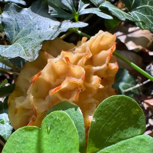 Yellow Morel