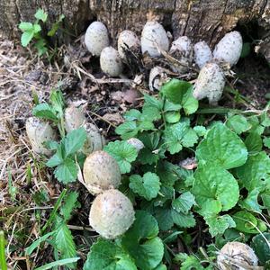 Shaggy Mane