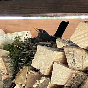 Eurasian Blackbird
