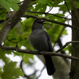 Katzenvogel