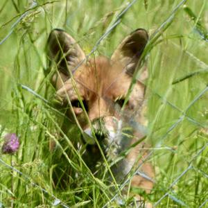 Red Fox