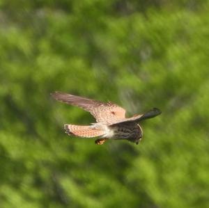 Turmfalke