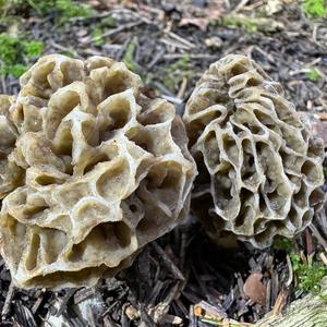 Yellow Morel