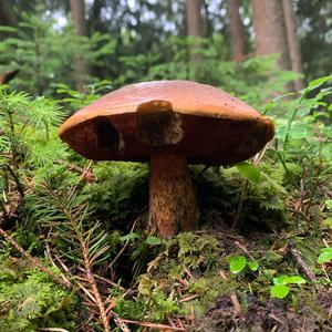 Flockenstieliger Hexenröhrling