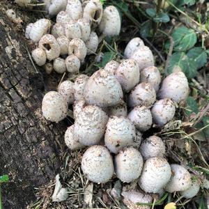 Shaggy Mane