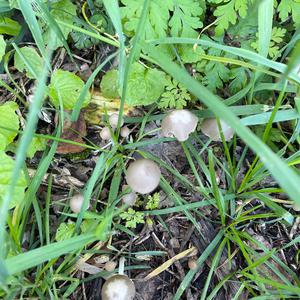 Unknown Species