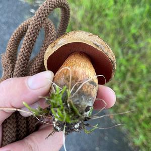 Netzstieliger Hexenröhrling