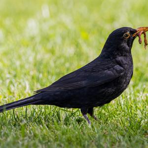 Amsel