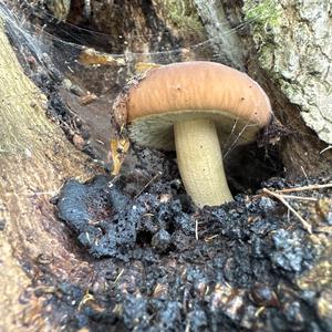 Steinpilz