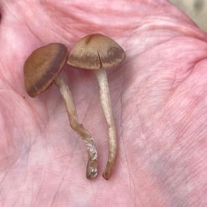 Heuschnittpilz