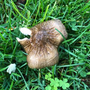 Gelbbräunlicher Scheidenstreifling