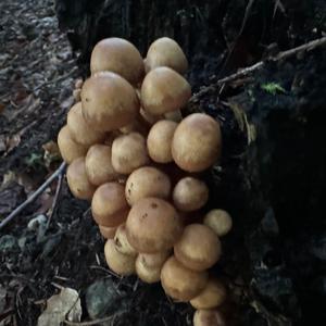 Stockschwämmchen