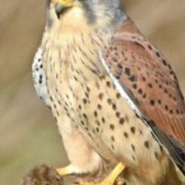 Common Kestrel