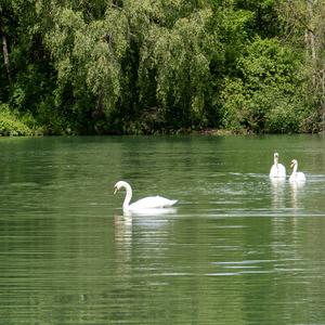 Mute Swan
