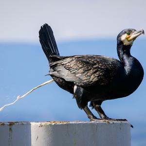 Kormoran