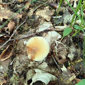Unknown Species