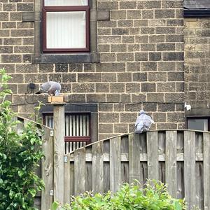 Common Wood-pigeon