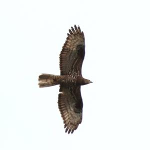 Wespenbussard