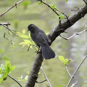 Katzenvogel