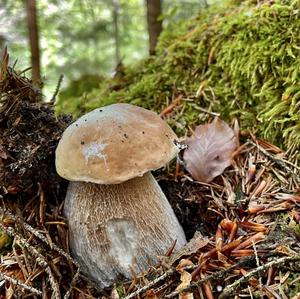 Summer Bolete