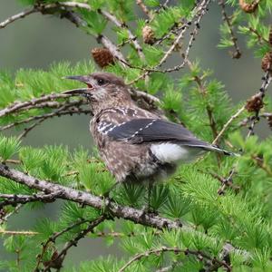 Spotted Nutcracker