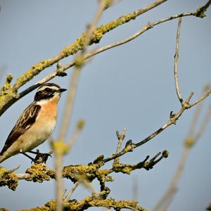 Braunkehlchen