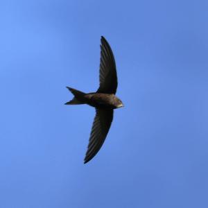 Common Swift