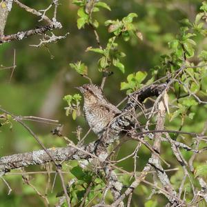 Eurasian Wryneck