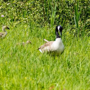 Canada Goose