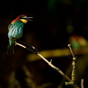 European Bee-eater