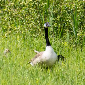 Canada Goose