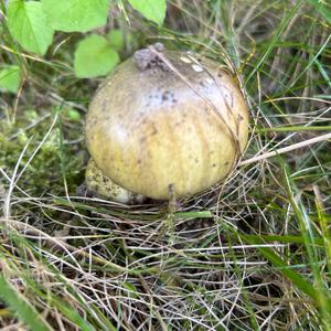 Grüner Knollenblätterpilz
