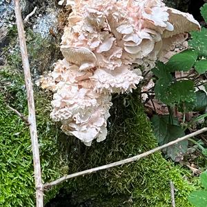 Ästiger Stachelbart