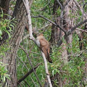 Common Cuckoo