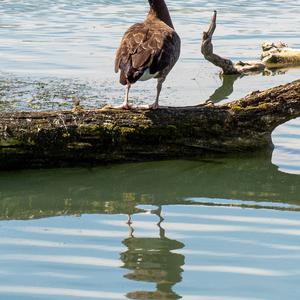 Canada Goose