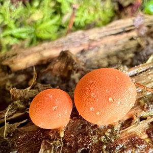 Blutmilchpilz