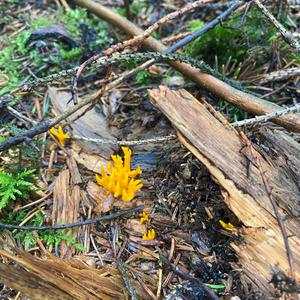 Unknown Species