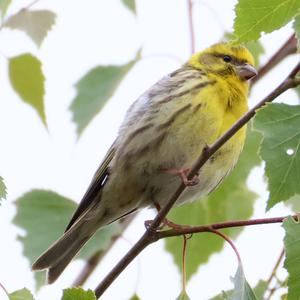 European Serin