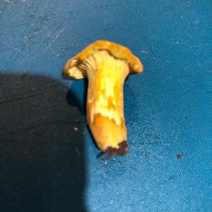 Chanterelle, Common
