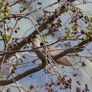 Common Cuckoo